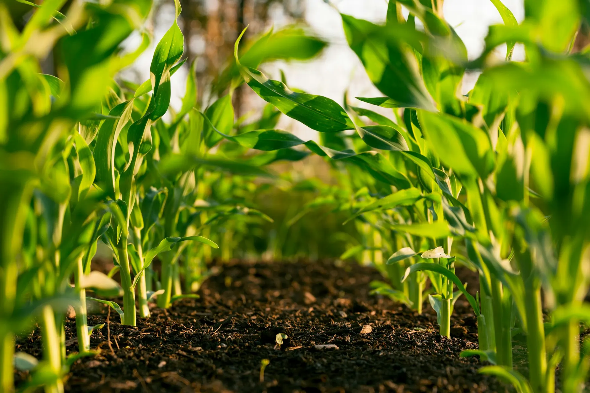 Jivika crop field