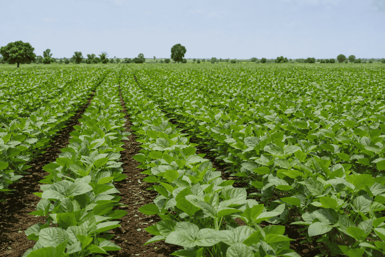 Healthy Crops, Better Harvest